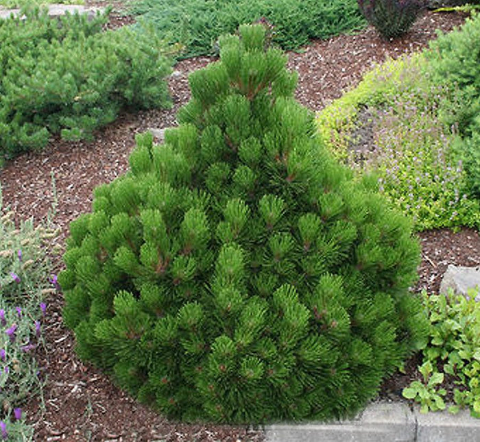 Pinus h l Banderica #3