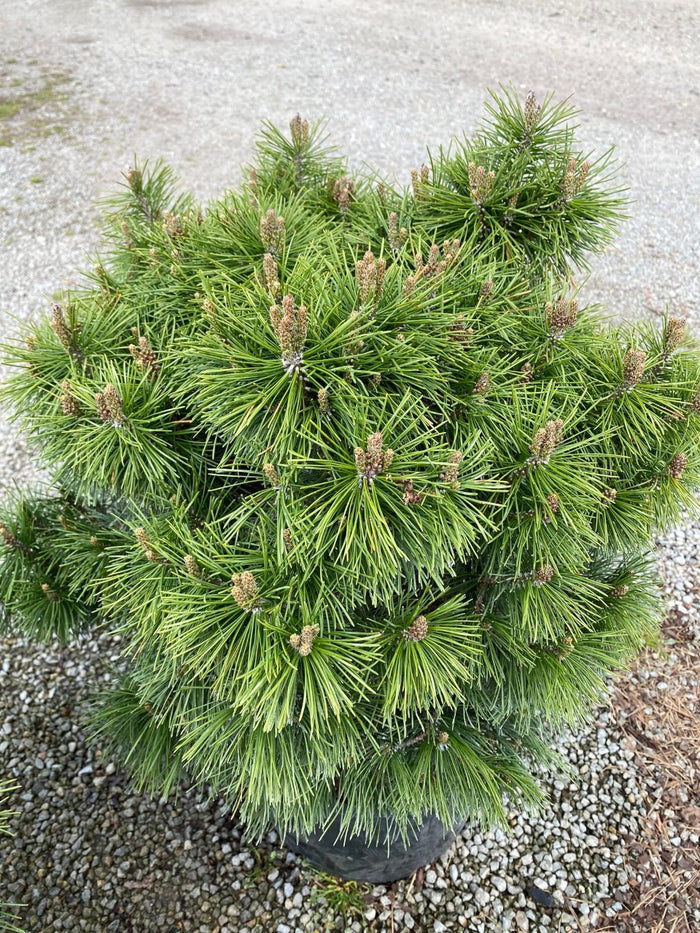 Pinus mugo Big Tuna #3