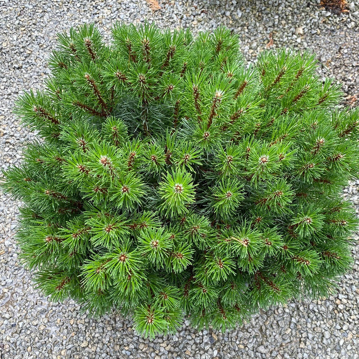 Pinus mugo Palouse #3