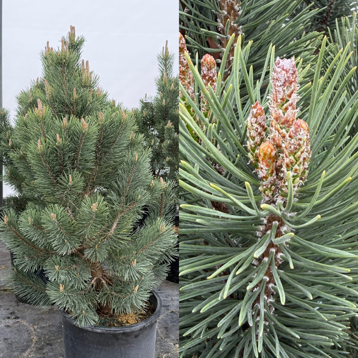 Pinus mugo Tannenbaum #6