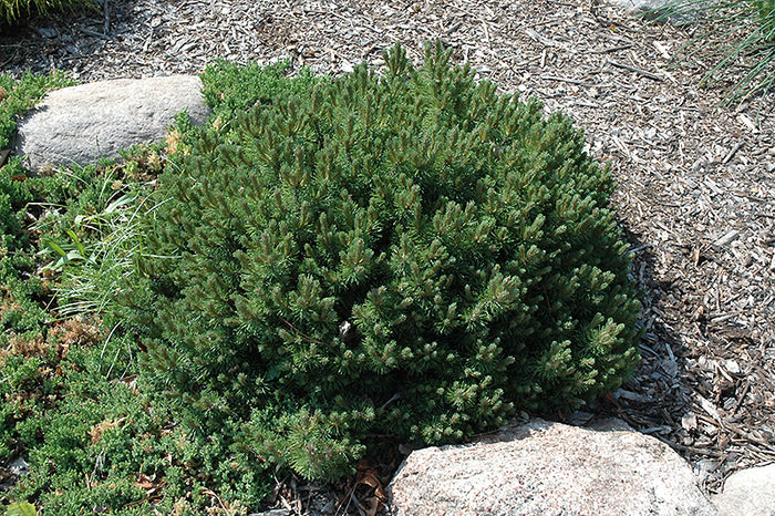 Pinus mugo Valley Cushion #3