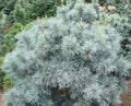 Pinus parviflora Blue Angel #6