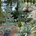 Pinus parviflora Glauca Brevifolia #6