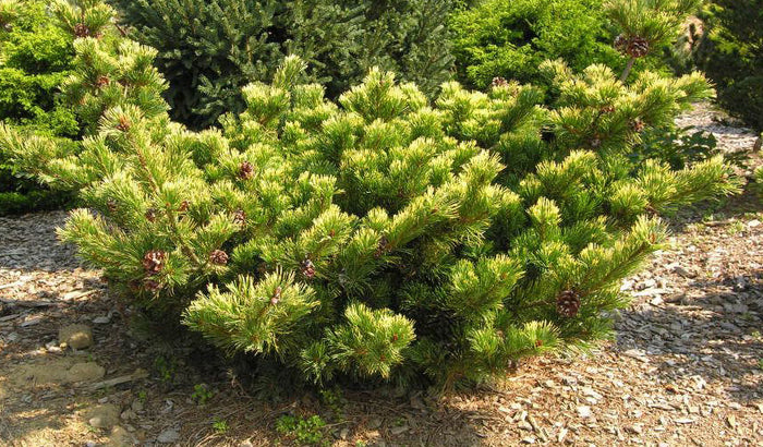 Pinus parviflora Goldilocks #3