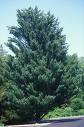 Pinus strobus Fastigiata 5'