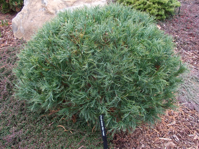Pinus strobus Mini Twists #3
