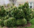 Pinus thun Thunderhead #6