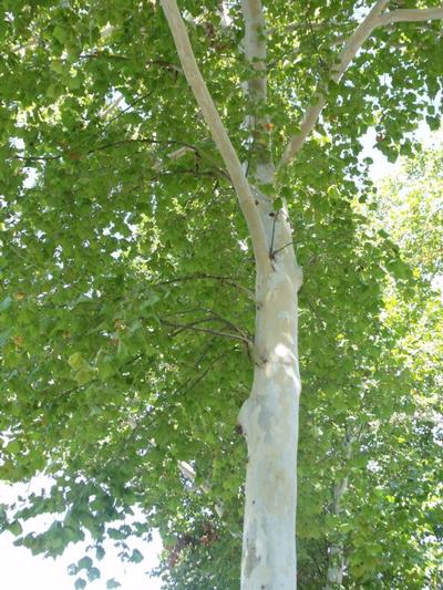 Platanus occ Silverwood #5