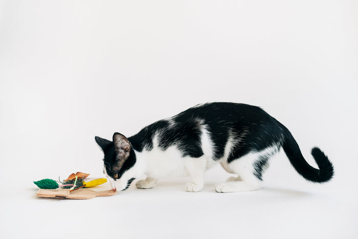P.L.A.Y. Feline Frenzy, Catnip Toy set: Purrfect Pairings