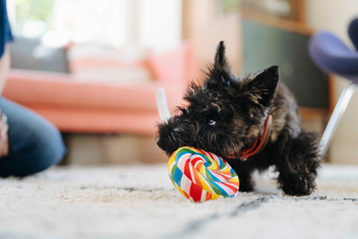 P.L.A.Y. Snack Attack Squeaky Plush Dog toys, Lollipup