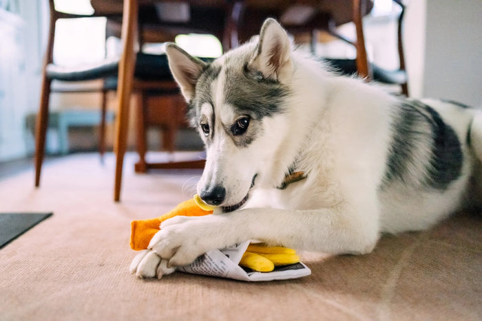 P.L.A.Y. The International Classic Squeaky Plush Dog Toy, Chippy Chews