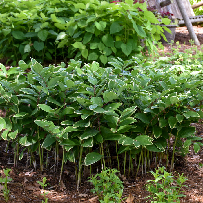 Polygonatum od. variegatum  #1