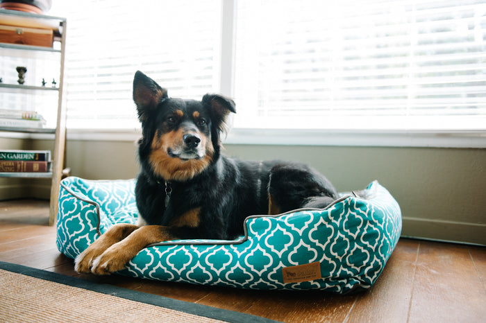 [Pre Order]Lounge Dog Bed: Moroccan Teal