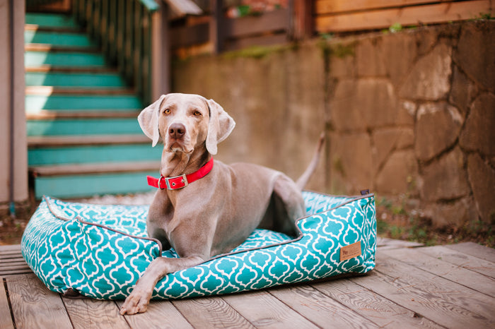 [Pre Order]Lounge Dog Bed: Moroccan Teal