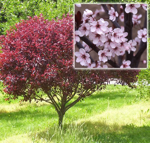 Prunus cistena #3