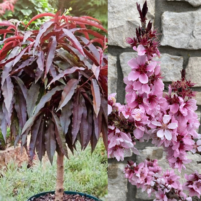 Prunus per Bonfire #7