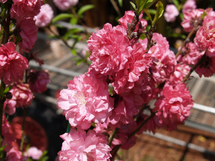 Prunus per Double Red Flowering #7