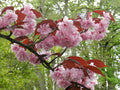 Prunus ser Royal Burgundy #10