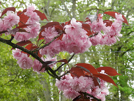 Prunus ser Royal Burgundy #10