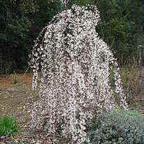 Prunus Snow Fountains 4'std #15