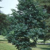 Quercus alba #3