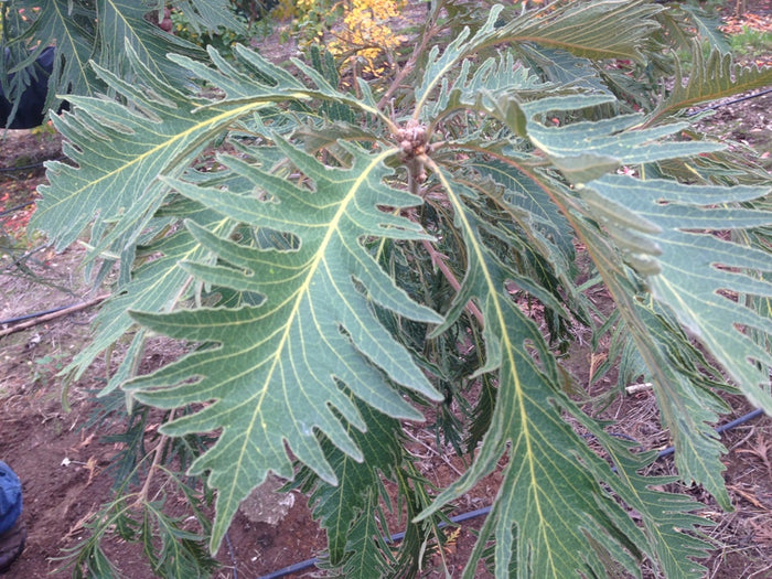 Quercus d Pinnatifida  #5