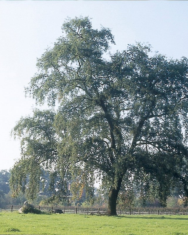 Quercus robur pendula #5