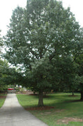Quercus shumardii #7