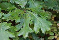 Quercus velutina #3