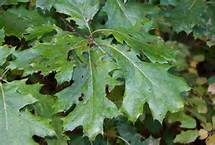 Quercus velutina #3
