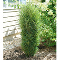 Rhamnus fr Fine Line #7