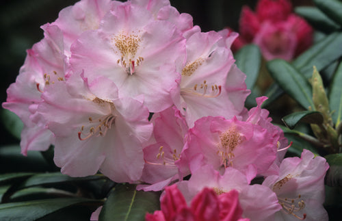Rhododendron yak Ken Janeck #5