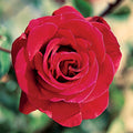 Rosa Cl Don Juan #2.5
