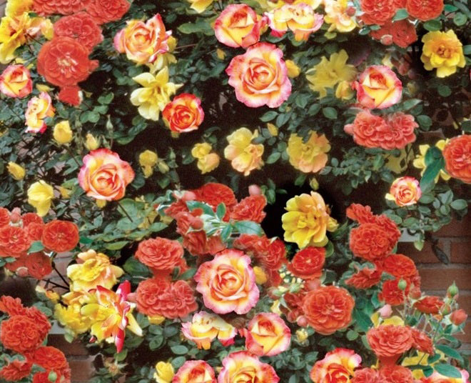 Rosa Cl Joseph's Coat #2.5
