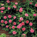 Rosa Cl Zephirine Drouhin #2.5