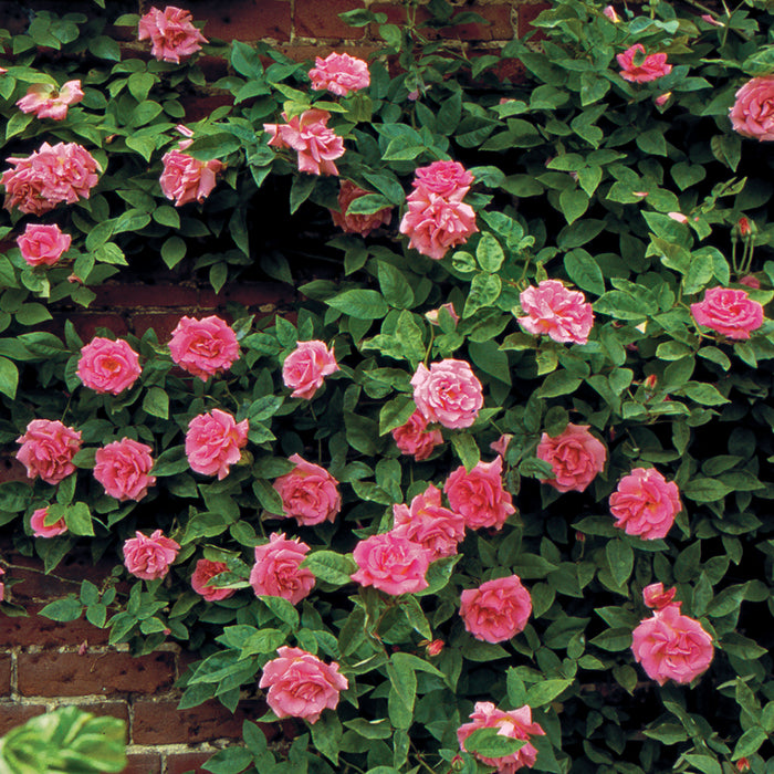 Rosa Cl Zephirine Drouhin #2.5