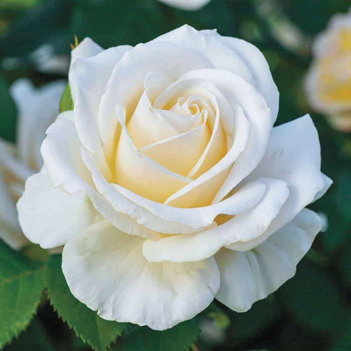 Rosa FL Easy Spirit #2.5