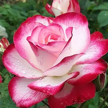 Rosa Gr Cherry Parfait #2.5