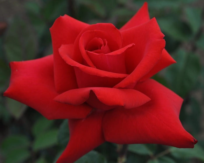 Rosa Ht Eleganza Grande Amor  #2.5