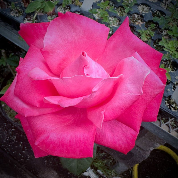 Rosa HT Elizabeth Taylor #2.5