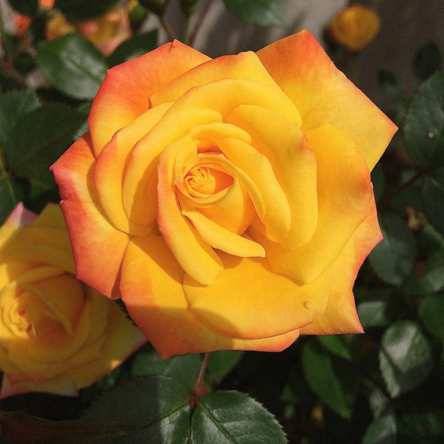 Rosa Mn Rainbow's End #2.5
