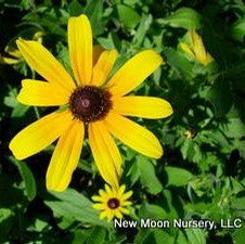 Rudbeckia hirta #1