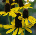 Rudbeckia maxima #2