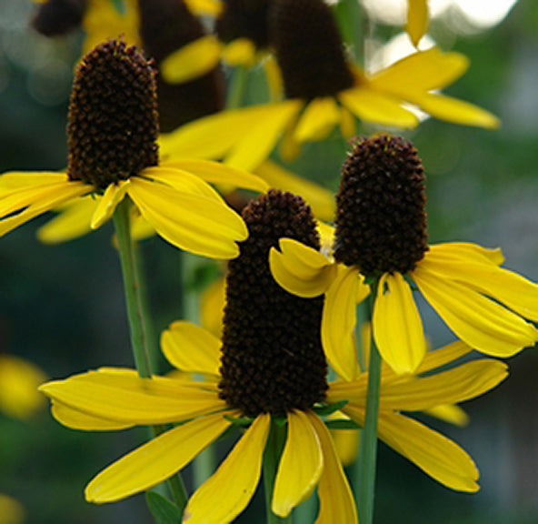 Rudbeckia maxima #2