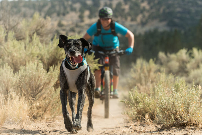 Ruffwear Dog Cooling Vest: Jetstream (FINAL SALE)