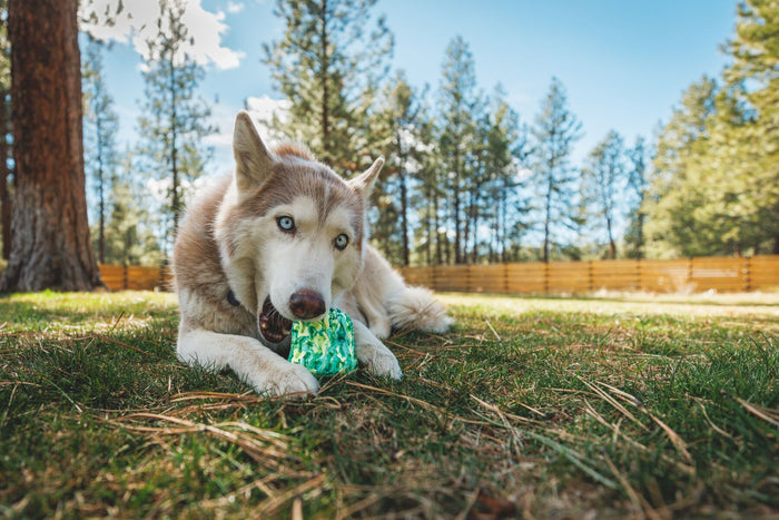 Ruffwear Morel Dog Toy | Treat-Dispensing & Fetch Toy