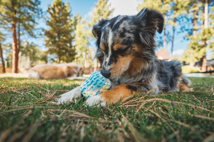 Ruffwear Morel Dog Toy | Treat-Dispensing & Fetch Toy