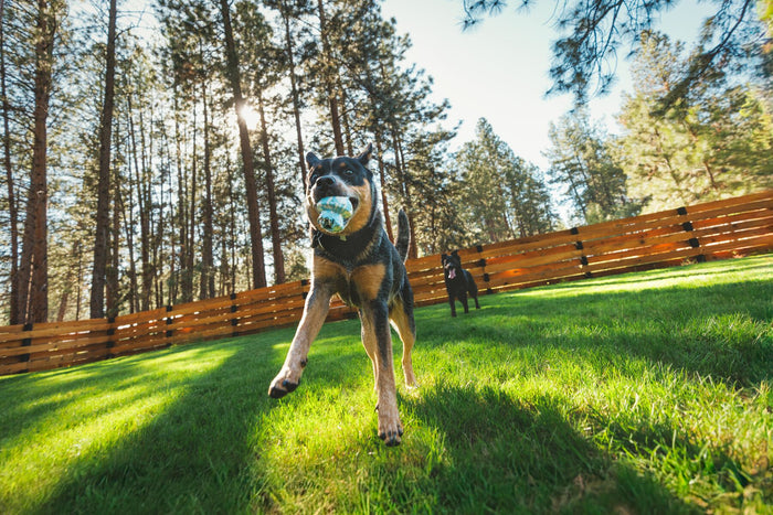 Ruffwear Toadstool Dog Toy | Durable Fetch & Treat Toy