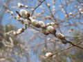 Salix discolor #3