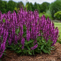 Salvia Bumbleberry #1
